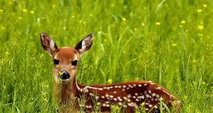 Predstavitev ZLD Bele krajine