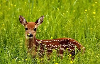 Predstavitev ZLD Bele krajine